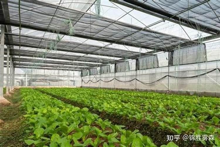 大棚施肥方法及注意事项有哪些 大棚施肥方法及注意事项
