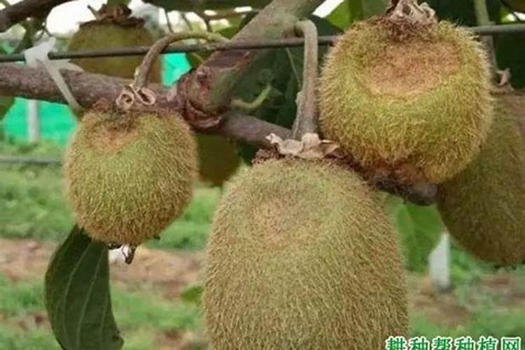 叶面肥在什么时间喷效果好