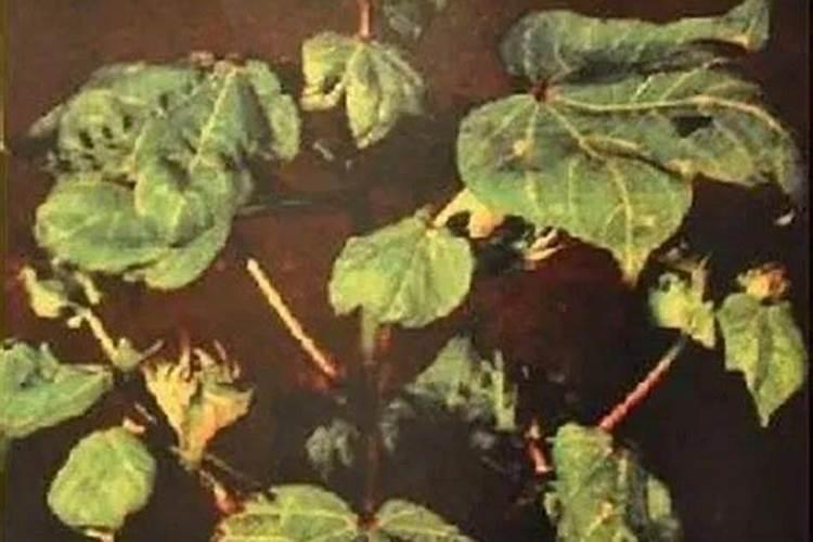 油菜小苗可以用尿素叶面喷洒花卉百科