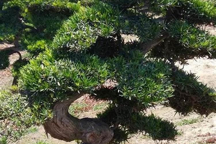 哪些植物适合水培 用什么肥料比较好