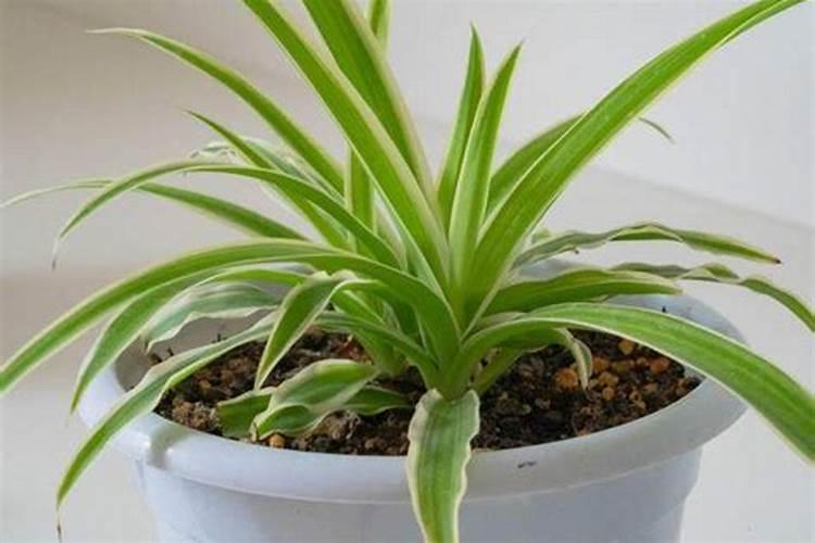 大棚茼蒿冬天怎么种植