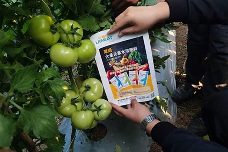 茶花肥料用啥子比较好