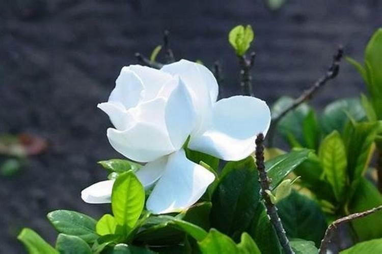 黄腐酸钾对栀子花有害吗