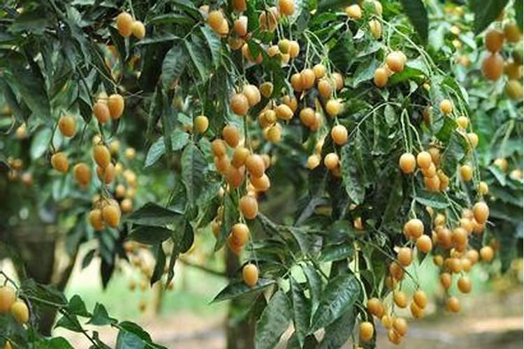 花生施什么肥料最好