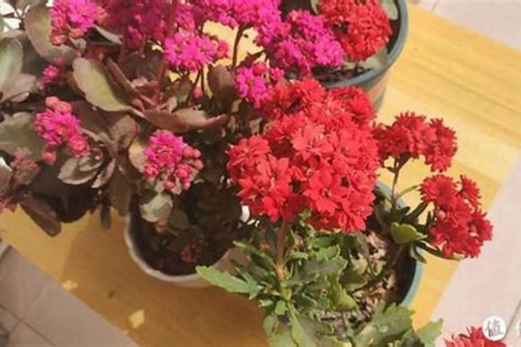 长寿花适合什么肥料