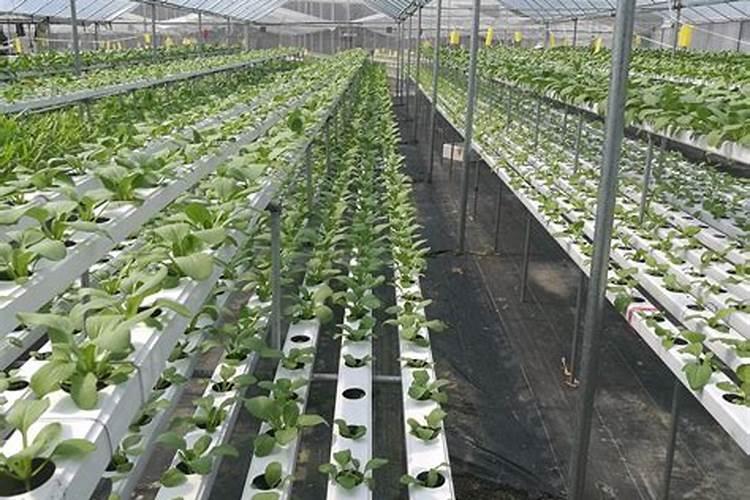 配制蔬菜无土栽培营养液可供选择的钙肥有哪些？有什么特性？