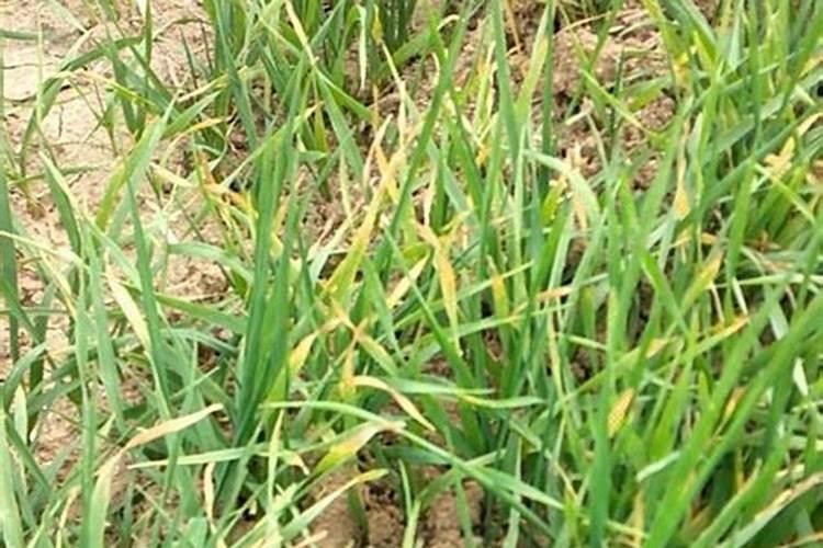 新疆的棉花7月底如何施肥