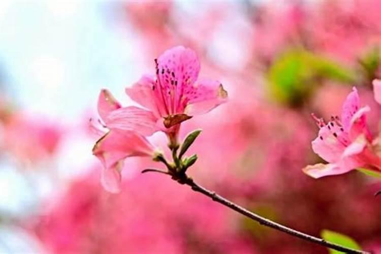苹果树在开花前做怎样的管理,能有效提高开花坐果率？