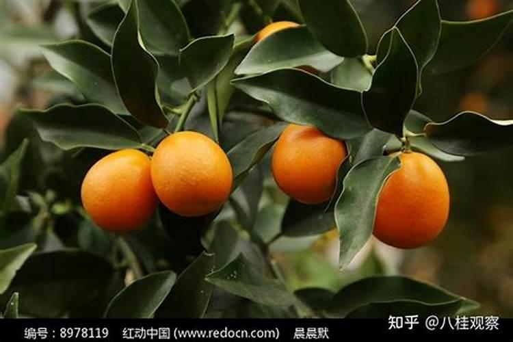 普通龟粮和寸金龟粮有什么差别呢？