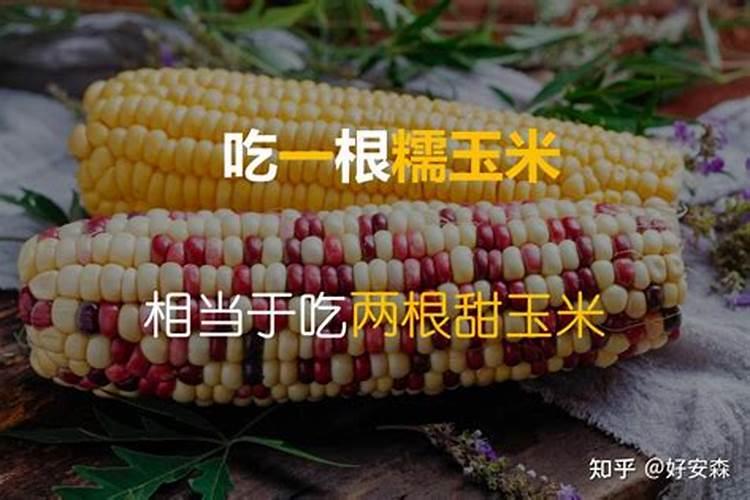 糯玉米长不高只有一米高。