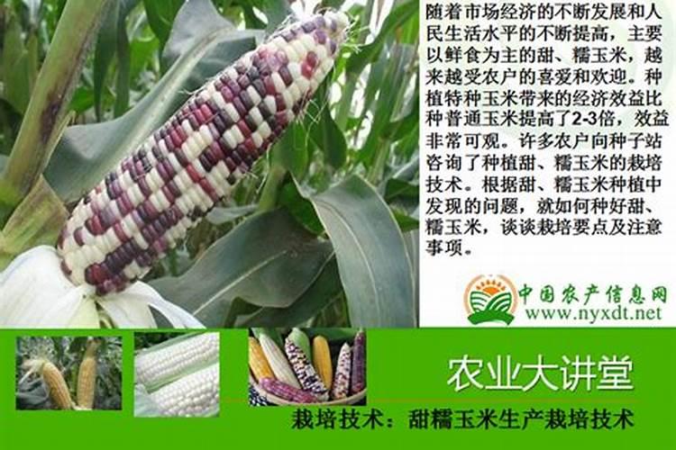 糯玉米是什么病,怎么防治？(如图)