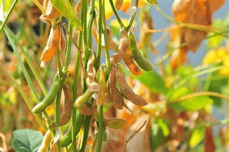 空心菜用什么肥料最好