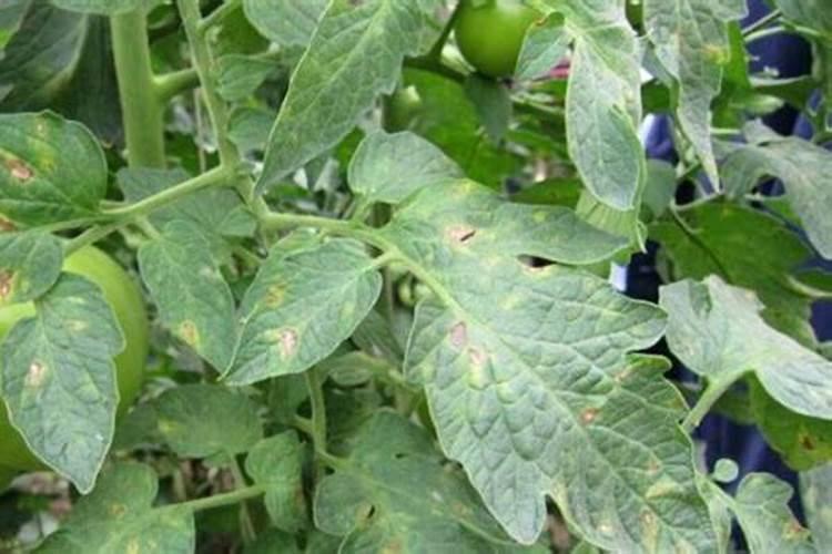 番茄坐果后怎样施肥？西红柿叶面肥喷施注意什么？