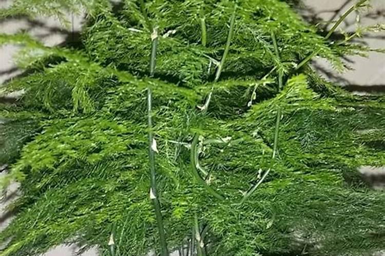 文竹施什么肥最好