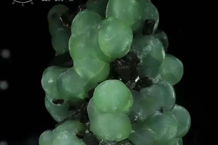 红宝石无核葡萄要怎么种植