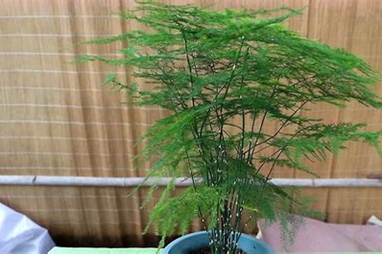 腐殖酸类肥料在使用的时候,应该注意什么？