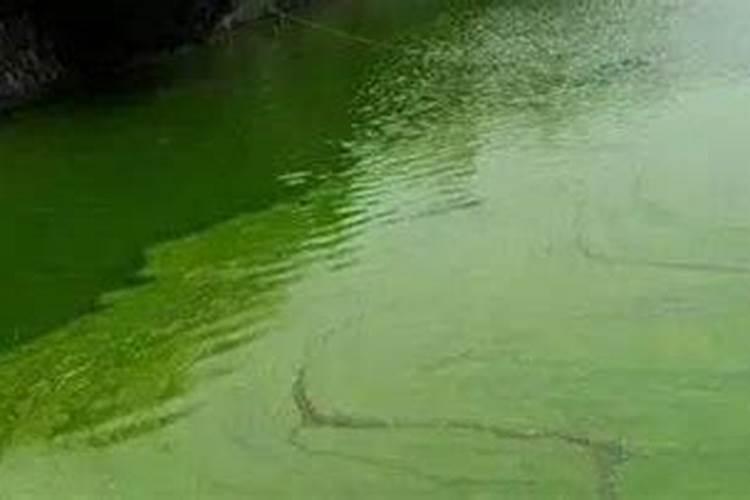 多肉玉坠多久浇水 多久浇水一次最合适？