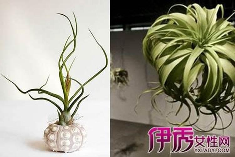空气凤梨用什么肥料好