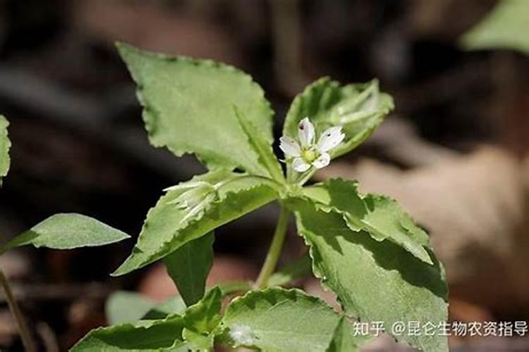 栀子花施肥什么肥料