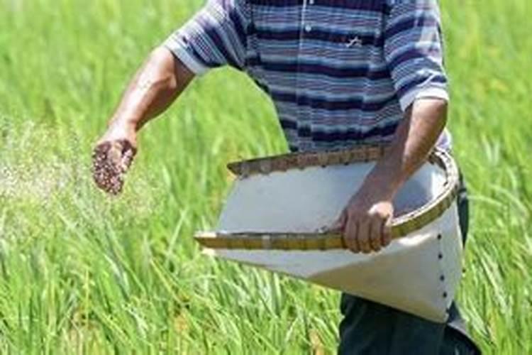 鹅掌木用什么肥料最好,5种肥料均可促进植物生长