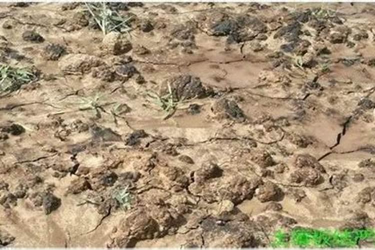 山地、粘土地种玉米 、花生用什么肥好？