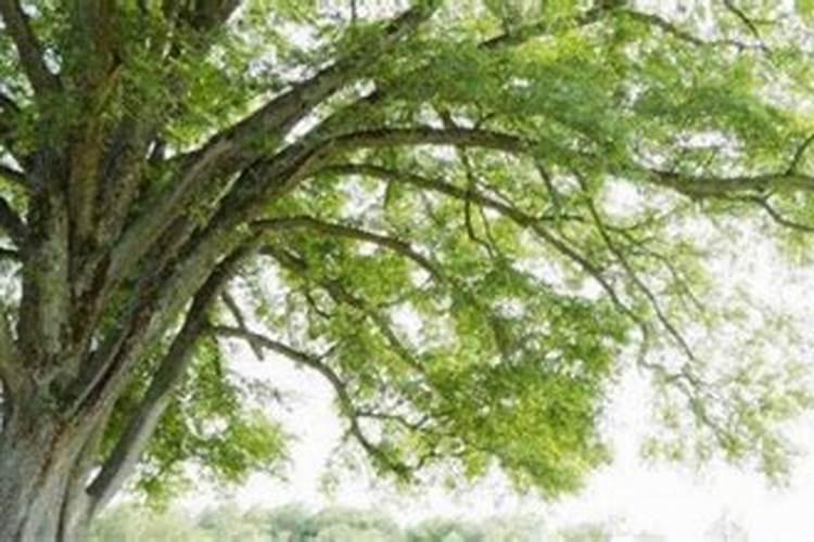 一颗植物用一把磷肥会死吗？