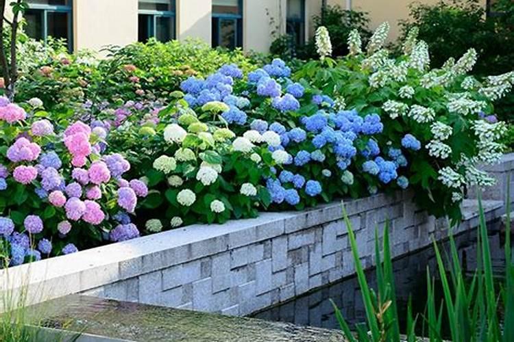 绣球花可以喷水吗,可以/促进枝叶生长、花开茂盛