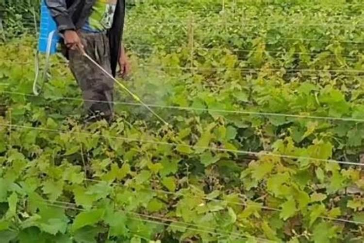葡萄种植不同时期如何追肥