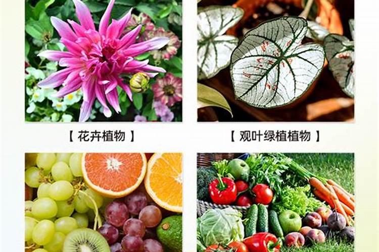 盆栽植物用什么肥好？