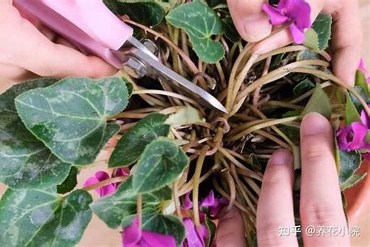 苹果树缺钙原因及防治方法