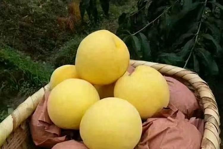 矿源黄腐酸钾哪个牌子好