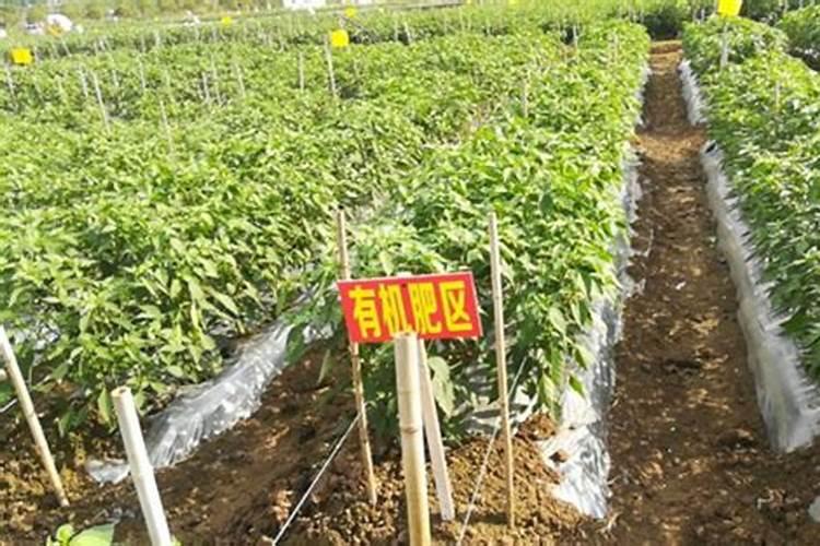 磷酸二氢钾和尿素、芸苔素内酯、硼肥如何搭配用？效果怎样啊？