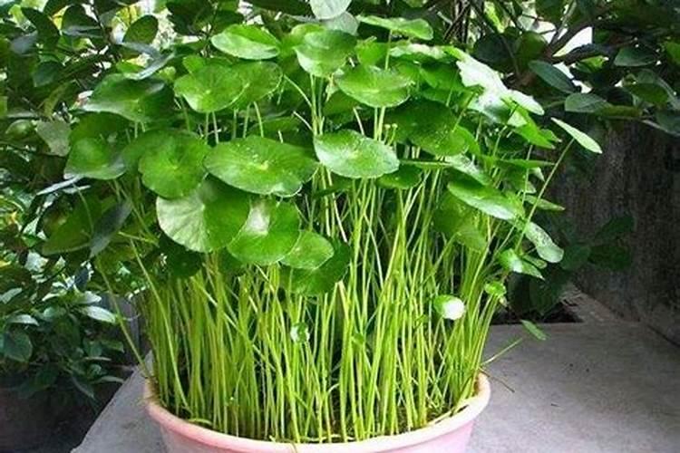 铜钱草可以用氮肥吗 园艺师教你如何正确栽培