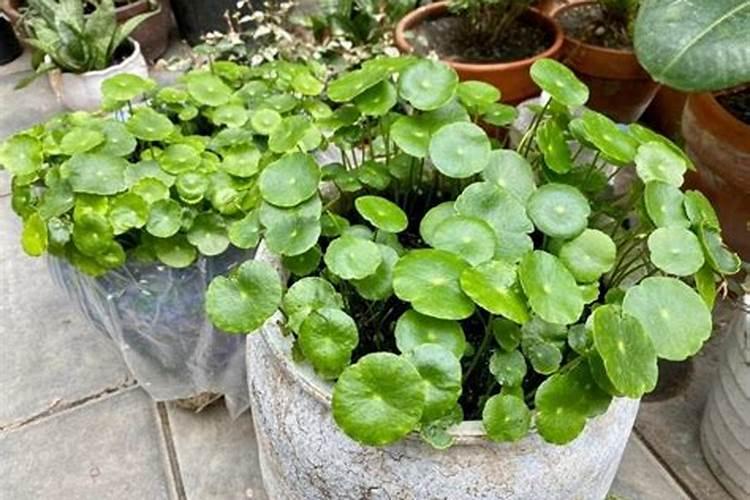 沃柑的高产种植方法
