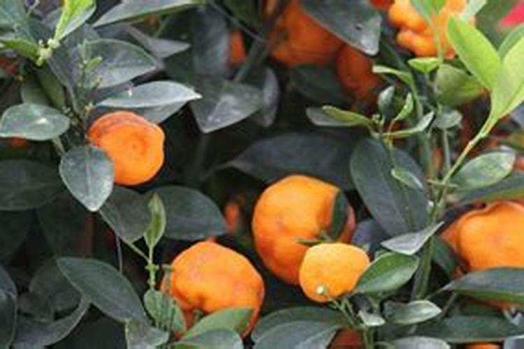 桔子树用什么肥料最好