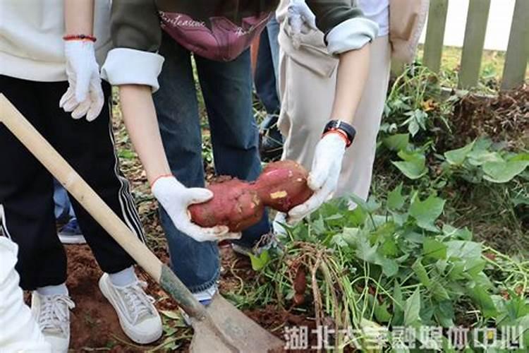 红薯种植后几天后才可以施肥