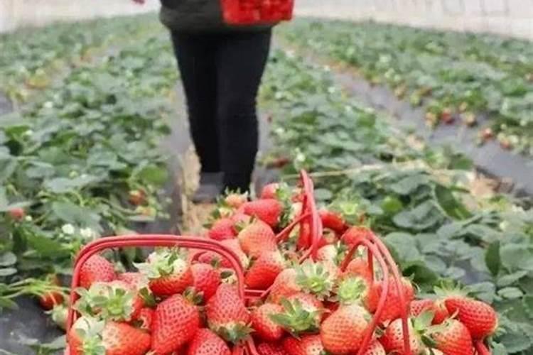 宇龙美收草莓苗能用吗？