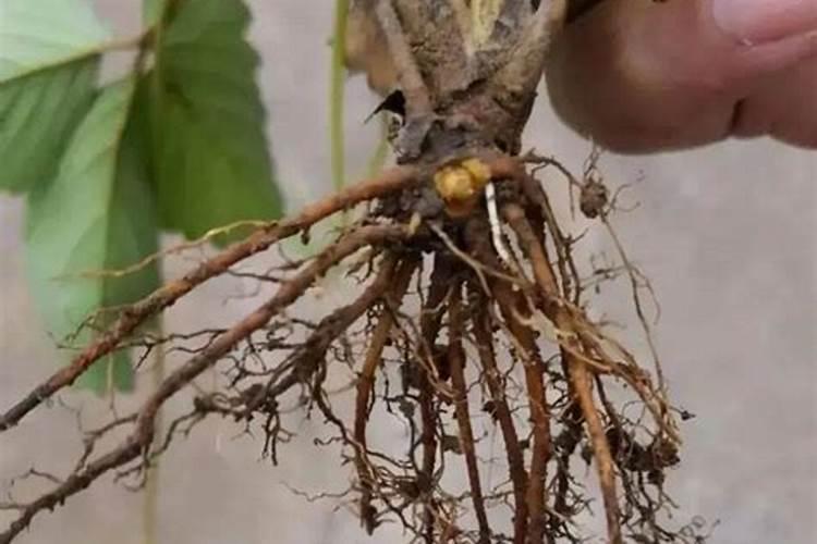 叶面肥几天能吸收得到