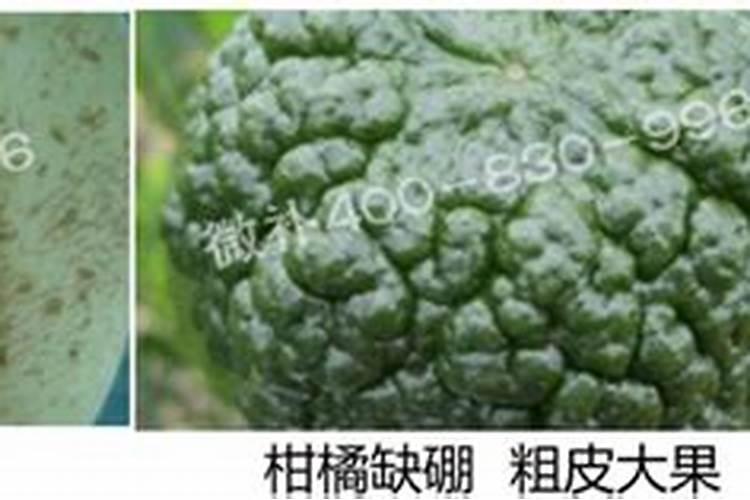 芋头什么时候上市 几月份成熟收获