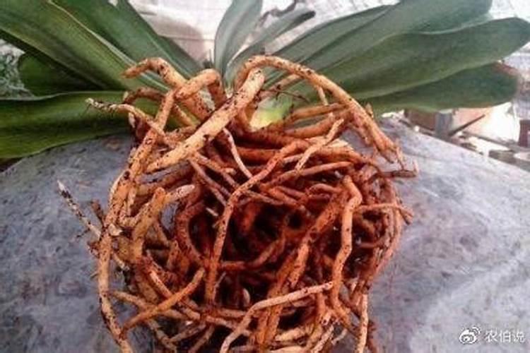 高磷水溶肥的主要作用