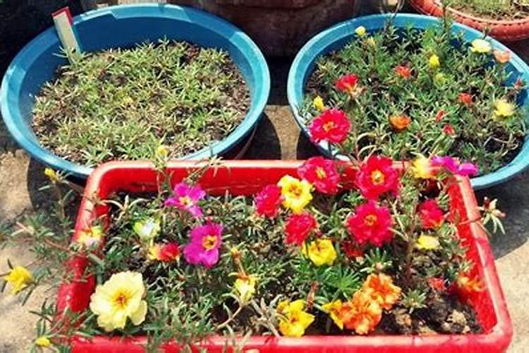 植物被喷洒到胶水了该如何补救？