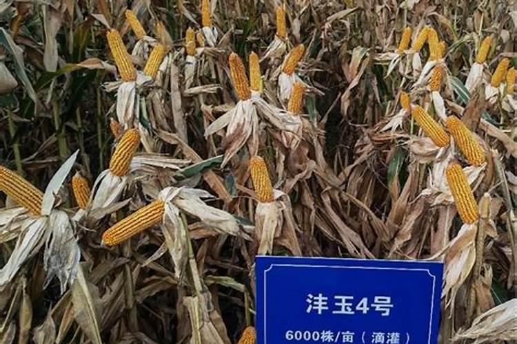 玉米施肥离根部多远好根外施肥的最佳距离