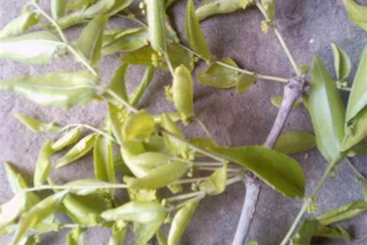 枣树上使用哪些叶面肥料效果比较好？