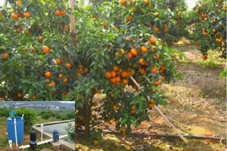 盆栽橘子用什么肥 盆栽橘子用的肥料是什么