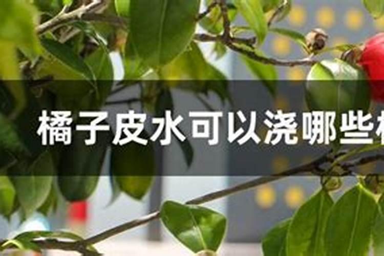 橘子皮是磷肥还是钾肥