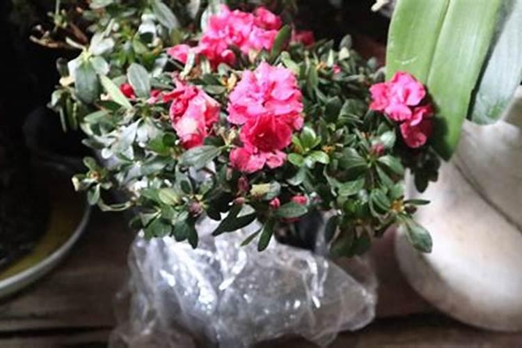 桔子皮泡水浇花不适合哪些花 哪些花不能用桔子皮水来浇