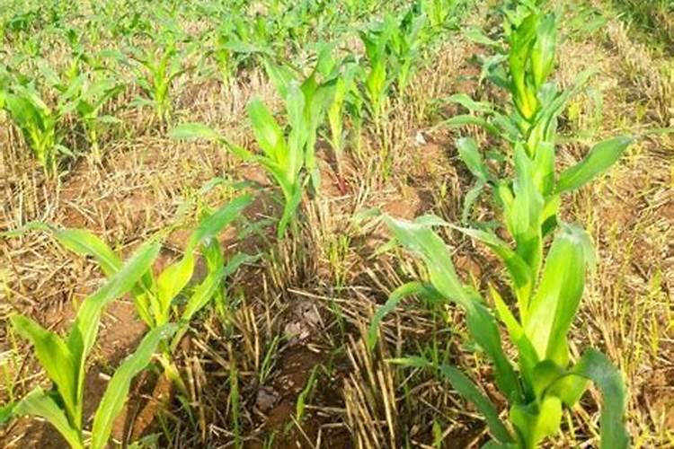 玉米在什么时期喷叶面肥效果最好