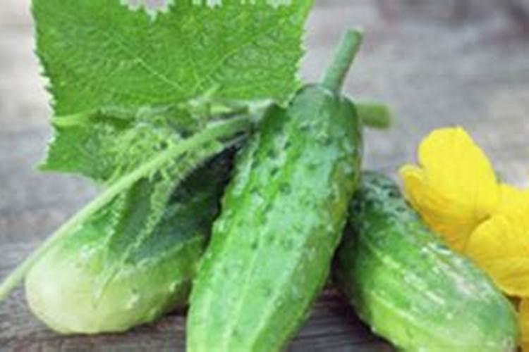 月季花开完花怎么剪枝视频教学