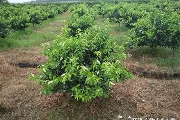 ...种植时间和丰收时间？一般亩产量多少？每亩用肥多少？用药一般多少钱的...