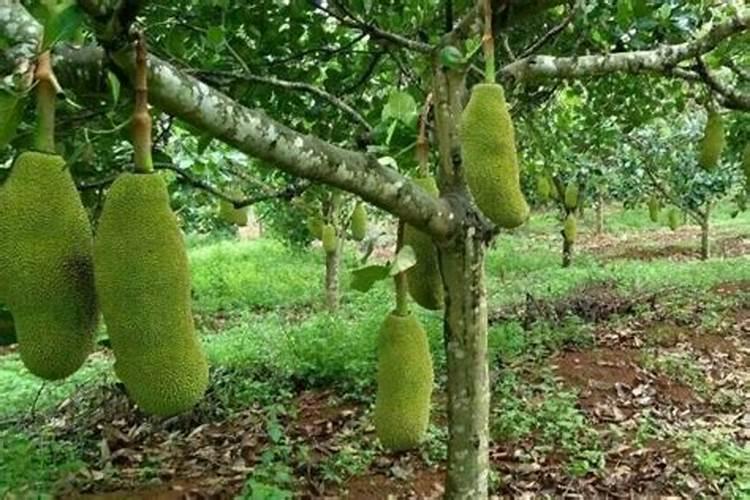 菠萝蜜树苗主干皮周围全部烂掉还能活吗